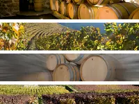 Badan Vins