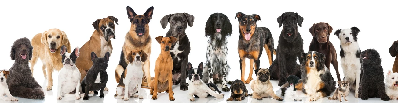 Hunde-Schule Manuela Albrecht