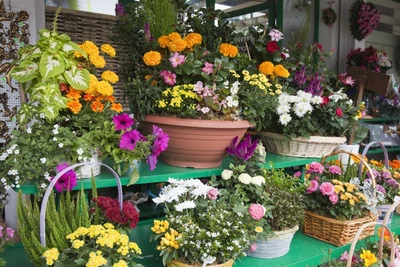 Plantes et fleurs - A. Pinto Fleurs - Petit-Lancy