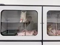 Katzen-Praxis.ch - Klicken Sie, um das Bild 7 in einer Lightbox vergrössert darzustellen