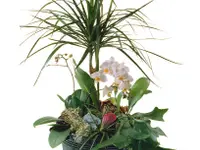 Blumen Pfister