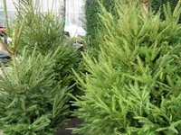hollenstein blumengarten ag, Blumenshop, Gärtnerei, Gartenbau