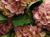 Marlene Keller Blumen an der Vordergasse GmbH