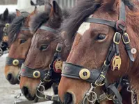 Wohlis Kutschbetrieb &  Ginas Reitschule