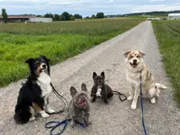 Focus Dogs Hundeschule KlG - Klicken Sie, um das Bild 15 in einer Lightbox vergrössert darzustellen