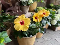 Blumen Kaspar AG