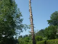 Entreprise forestière Sauser SA