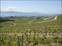 Cave du Vieux-Coteau Sàrl