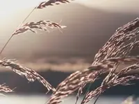 L'Apogée - Nella Suter-Luchetti