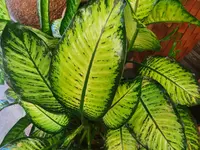 Widler Gartenbau + Floristik AG