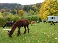 Alpaka Trekking Balmberg Tannenheim - Klicken Sie, um das Bild 7 in einer Lightbox vergrössert darzustellen