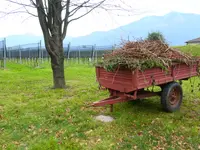 CANTINA IL CAVALIERE SA