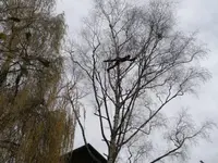Mémoires d'Arbres