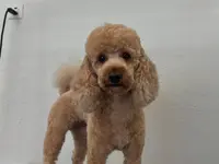 Hundesalon Isidora