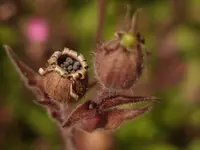 Wildblumenhaus