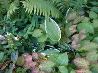 Gartenbau Meister AG - Klicken Sie, um das Bild 10 in einer Lightbox vergrössert darzustellen