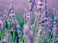 Integrative Naturheil-Astrologie-&Massage-Praxis Marian Frey