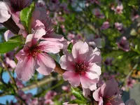 Mathis Gartenpflege und Gestaltung GmbH - Klicken Sie, um das Bild 3 in einer Lightbox vergrössert darzustellen