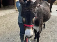Animélie - Mélanie Pillet