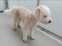 Dogs & Cats Beautysalon