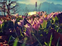 Gartenunterhalt & Pflege - Klicken Sie, um das Bild 12 in einer Lightbox vergrössert darzustellen