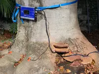 Pasinelli cura alberi Sagl