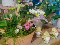 hollenstein blumengarten ag, Blumenshop, Gärtnerei, Gartenbau