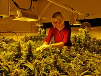 Zauber - Blüten Grow & Head Shop
