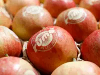 Rumo Primeurs SA
