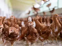 Soller Junghennen AG