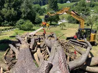 Bois Riviera