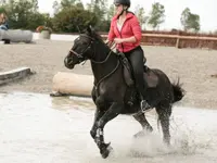 Zentao Tiertherapie