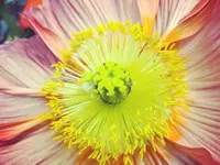 Blumen Bahnhof Carole Koch