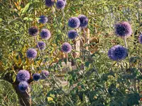garten•kultur