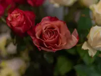 bluemechäller marjo trachsel