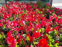 Schwab Fleurs SA