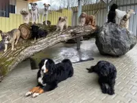 HDZ Hundezentrum
