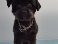 Hundesalon Zolli