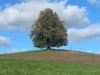 Zurbuchen Ruth