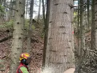 Travaux forestiers / Entretien privé - Klicken Sie, um das Bild 1 in einer Lightbox vergrössert darzustellen