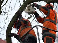 Emery Arbres SA - Klicken Sie, um das Bild 2 in einer Lightbox vergrössert darzustellen