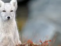 Zürcher Tierschutz - cliccare per ingrandire l’immagine 9 in una lightbox