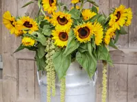 Blumen Ball GmbH