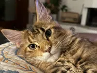 Studio Veterinario Ghiringhelli