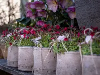 Blumen Iseli