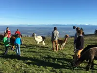 Alpaka Trekking Balmberg Tannenheim - Klicken Sie, um das Bild 5 in einer Lightbox vergrössert darzustellen