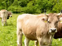 Alters- und Pflegeheim in Sennwald, Region Werdenberg