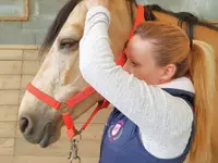 Ostéopathe animalier - Mélissa CHAVANNE (Cheval | Chien | Chat | Nac)
