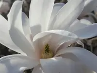 Lebensgarten Stähli Heidi – Cliquez pour agrandir l’image 2 dans une Lightbox