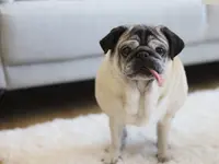Hundesalon Wang Wuffi-Welt